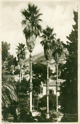 Dubrovnik - Pile