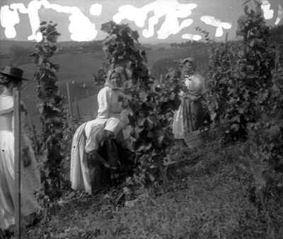 U VINOGRADU