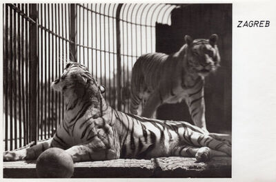 Zagreb - Tigrovi u ZOO