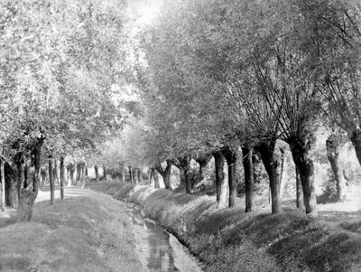 Drvored uz kanal