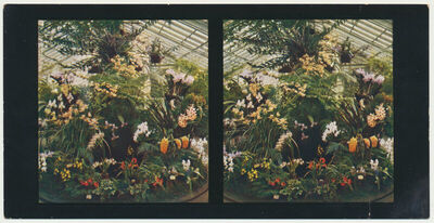 Frankfurt - Palmengarten