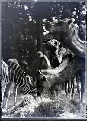 Zagrebački zoološki vrt - zebra i deve