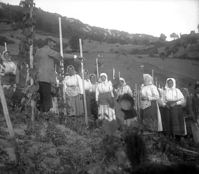 BERBA U ZAGORJU