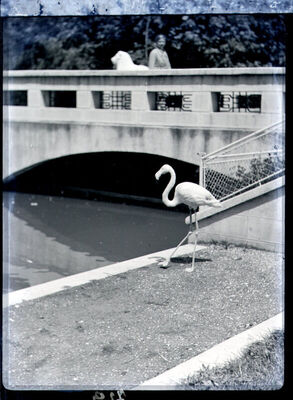 Zagrebački zoološki vrt - plamenac