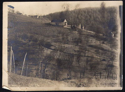 Palanca - Vinograd