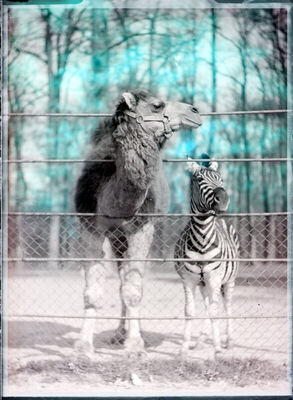 Zagrebački zoološki vrt - deva i zebra