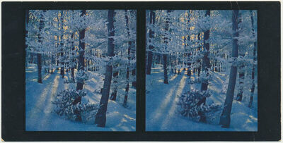 Winterbilder - Zimsko jutro u hrastovoj šumi