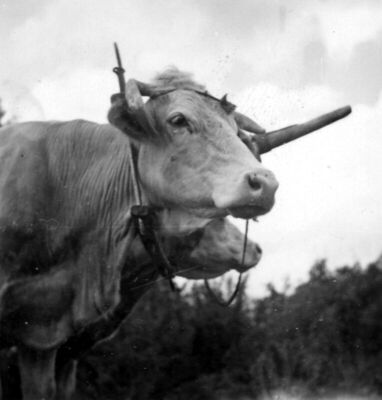 Krave
