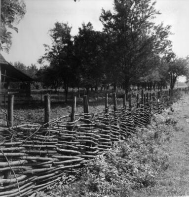 Selišće Sunjsko (Sunja) - Ograda oko voćnjaka od prepletenog