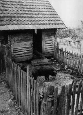 Ljeskovac (Dvor na Uni) - Svinjac u vlasništvu Đure Zubera