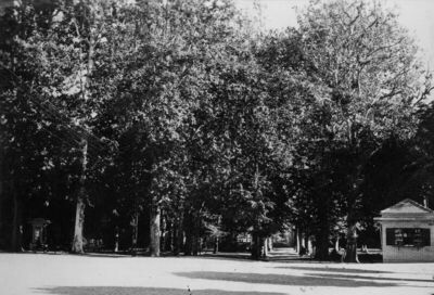 Sisak - Park s alejom platana kraj župne crkve