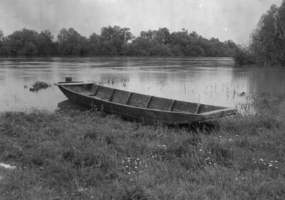 Drenov Bok (Jasenovac) - Vodeni posavski krajolik, detalj: č