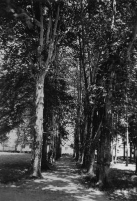 Glina - Park kao sastavni dio gl. gradskog trga