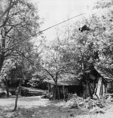 Gušće (Sisak) - „Strašilo“ (obješena kokoš) za obranu pilića