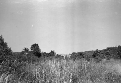 Zrin (Dvor na Uni) - Stari grad - Vanjski zid obrastao veget